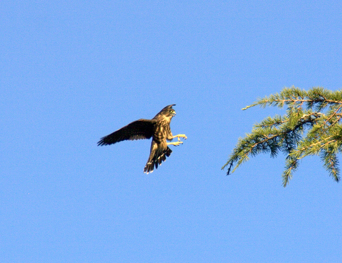 One Merlin...