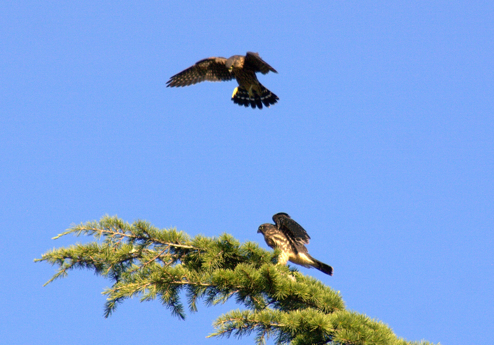 Two Merlins...