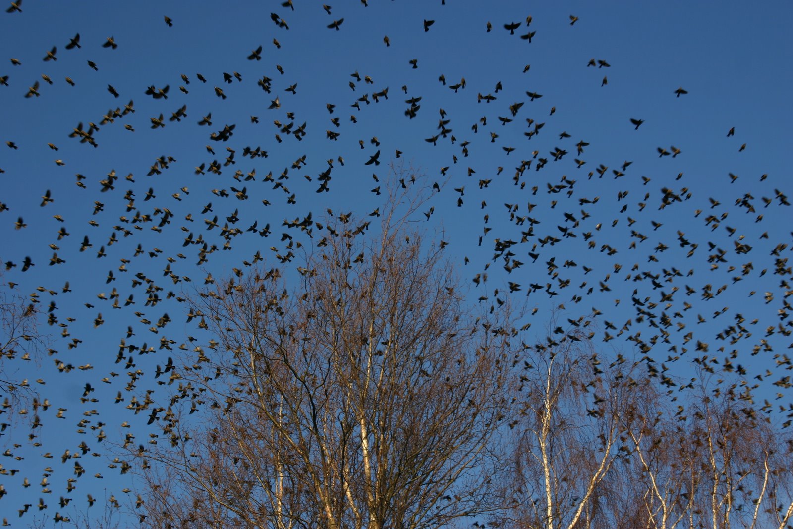 Exploding Birds