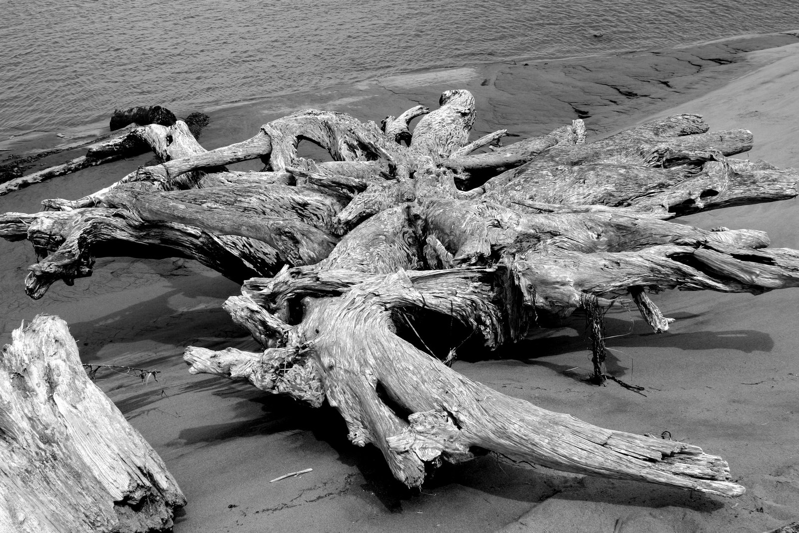 Driftwood Study