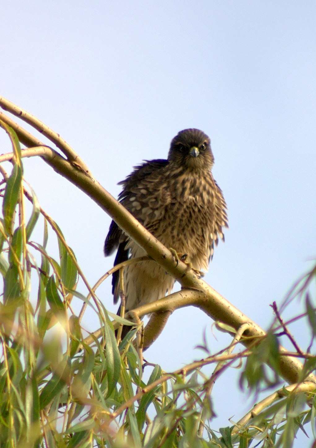 Fluffed Merlin