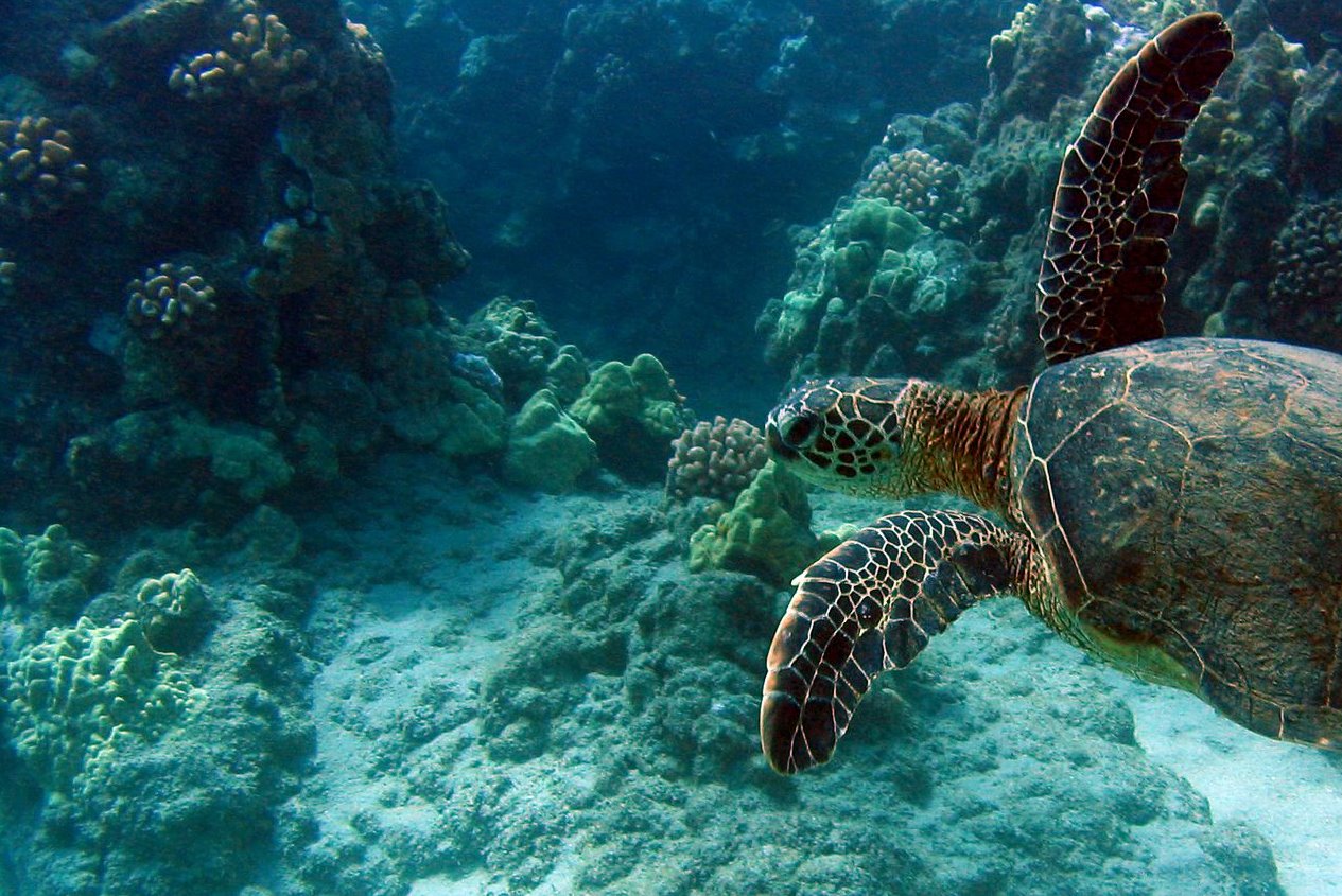 Green Sea Turtle