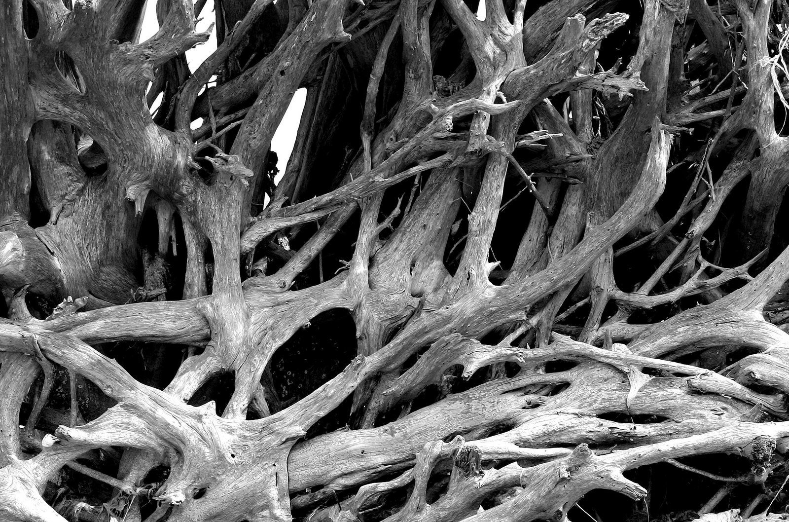 Roots