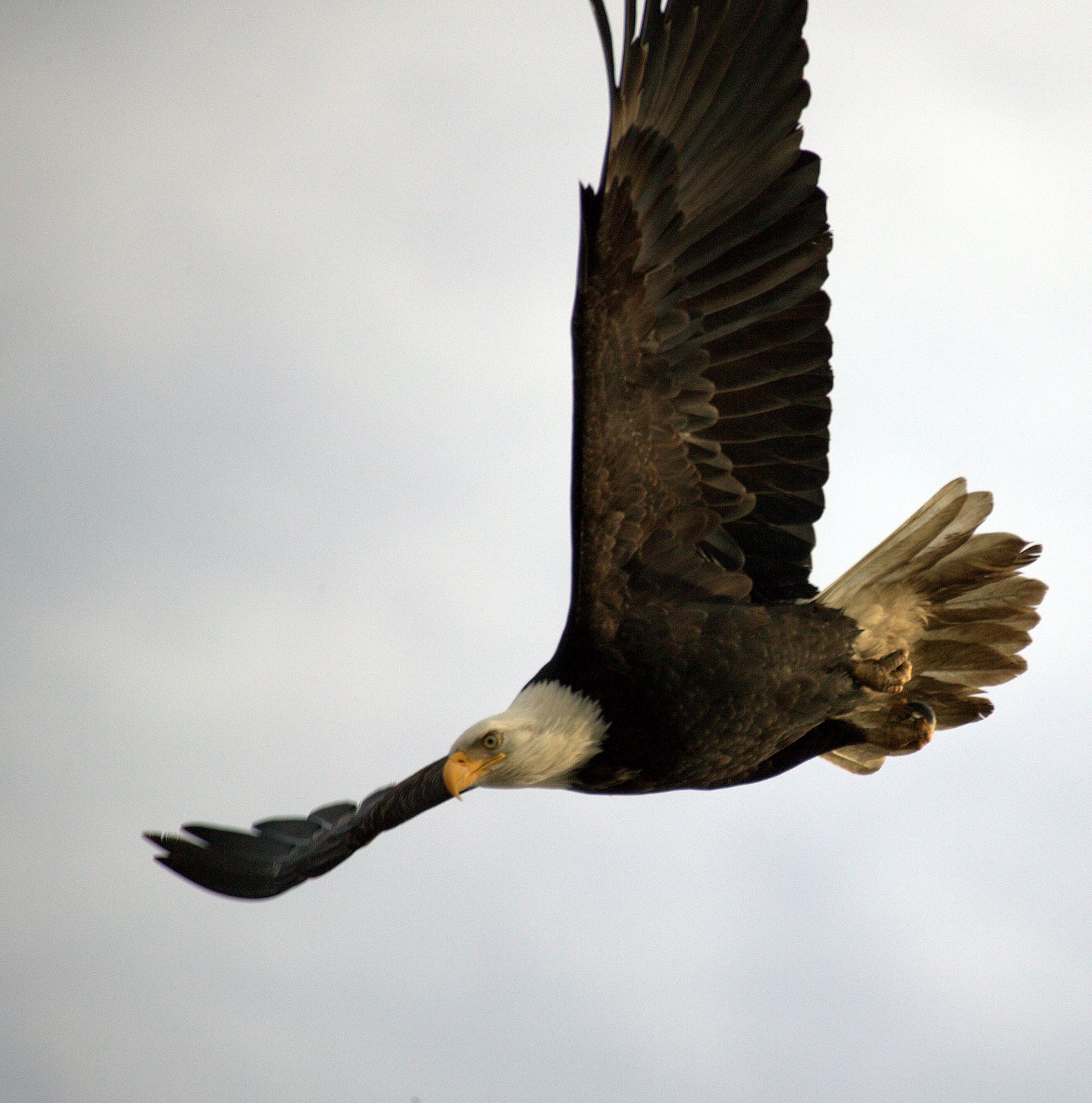 Eagle Liftoff 4 of 4
