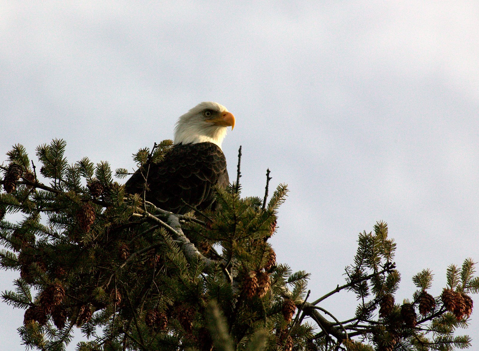 1 of 4 Bald Eagle Takeoff