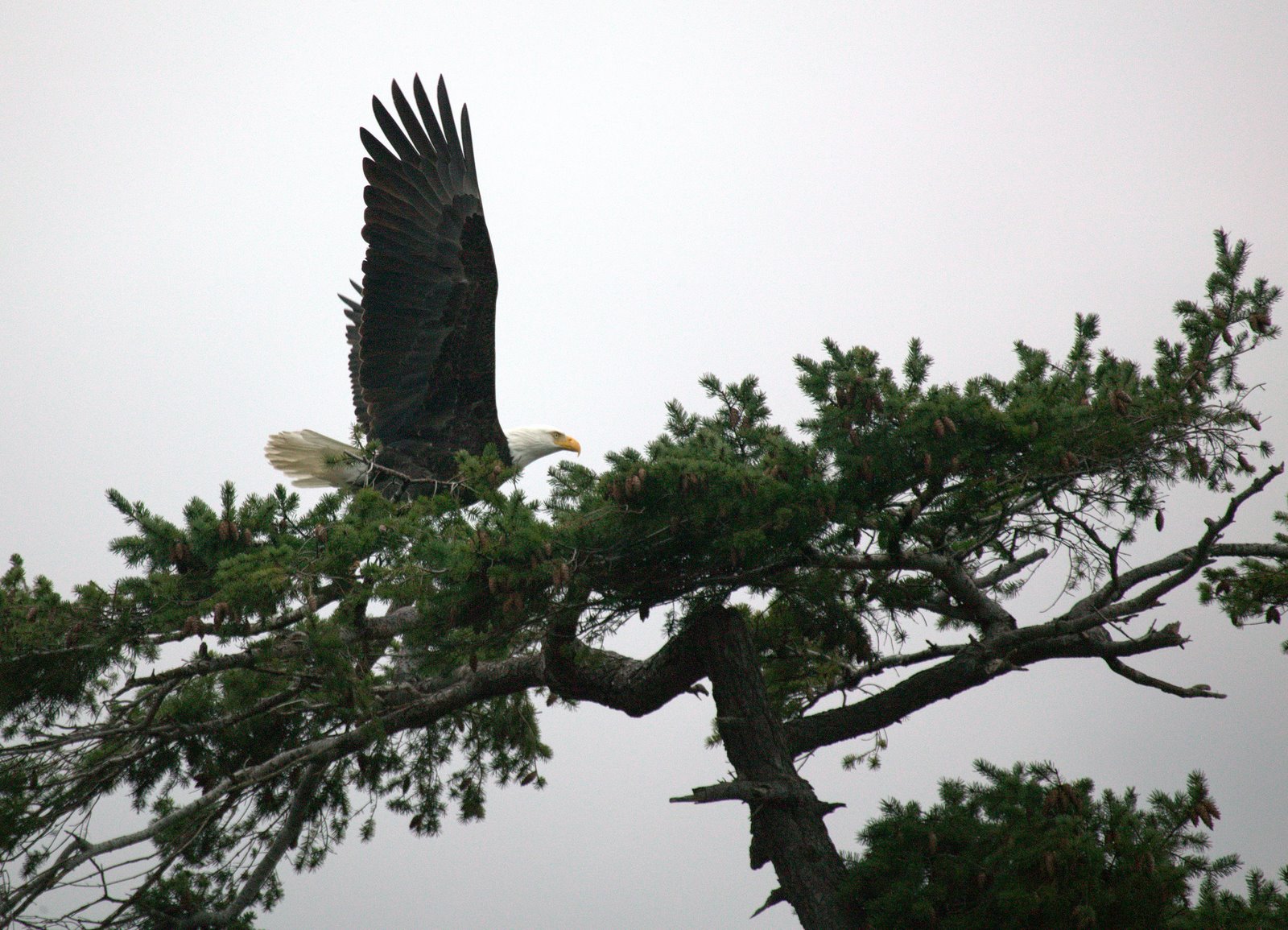 Bald Eagle