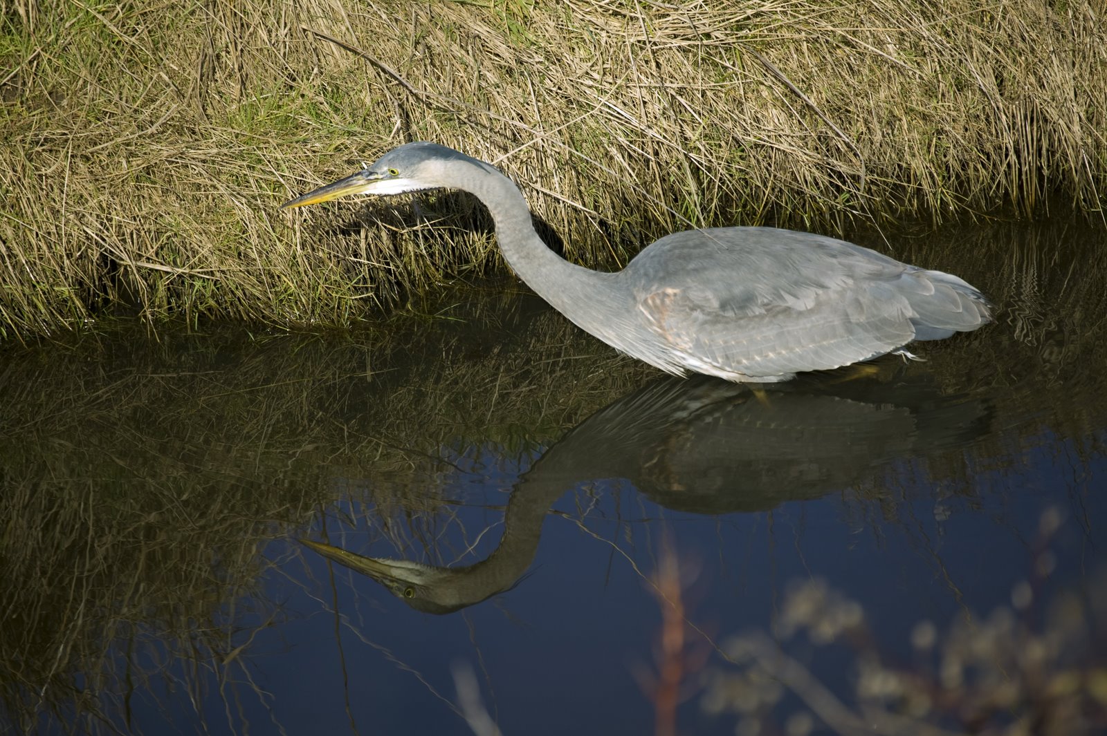 Fishing Reflection