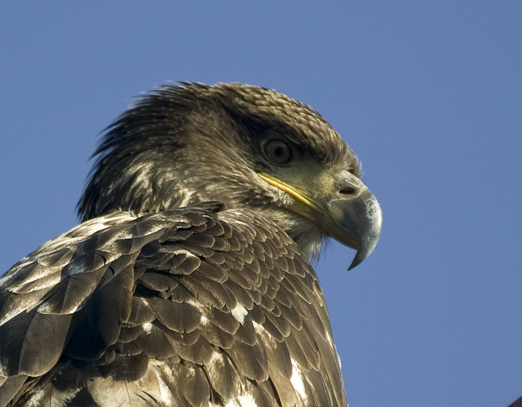 Immature Bald Eagle Close-up
