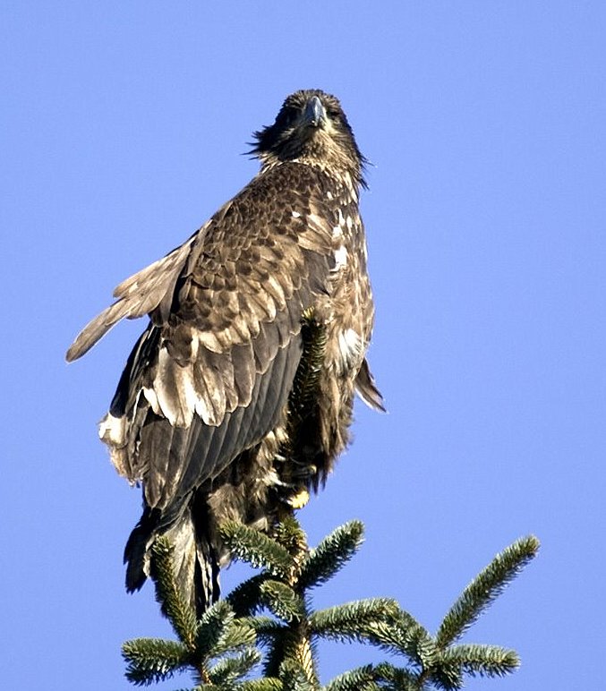 Punk Eagle