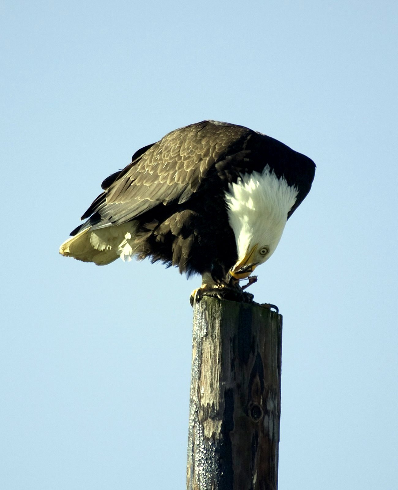 Bald Eagle with Dinner