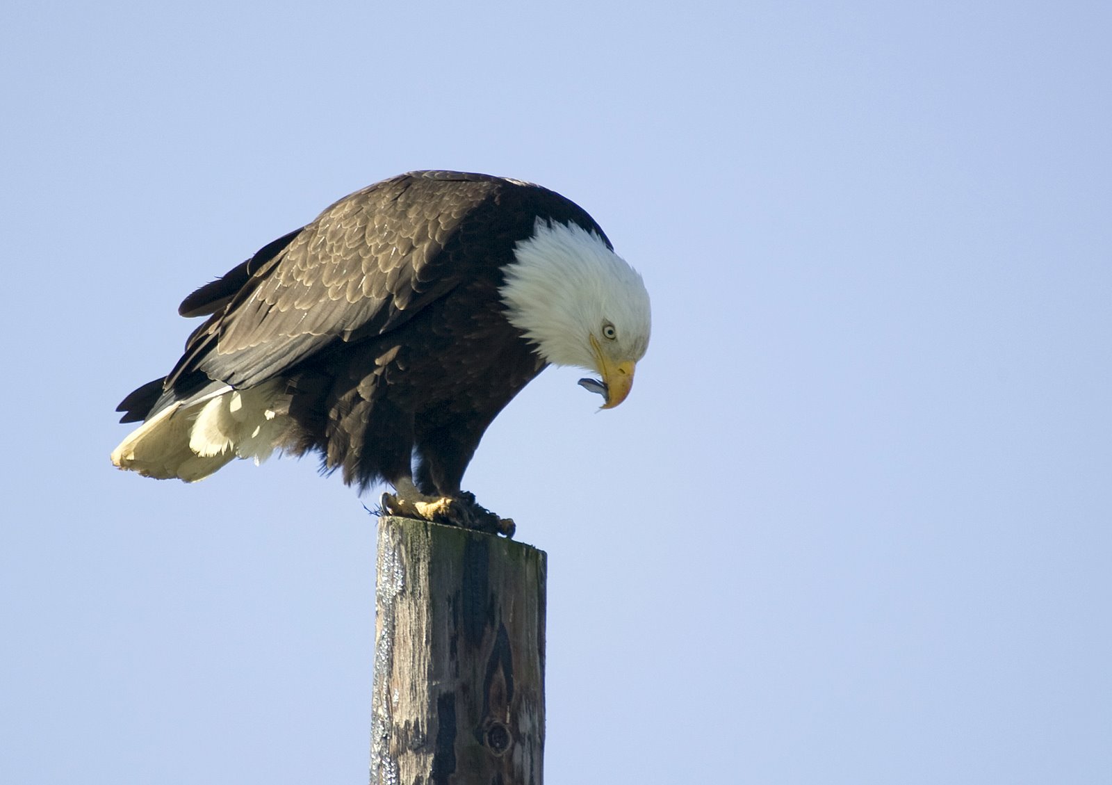 Bald Eagle with Dinner