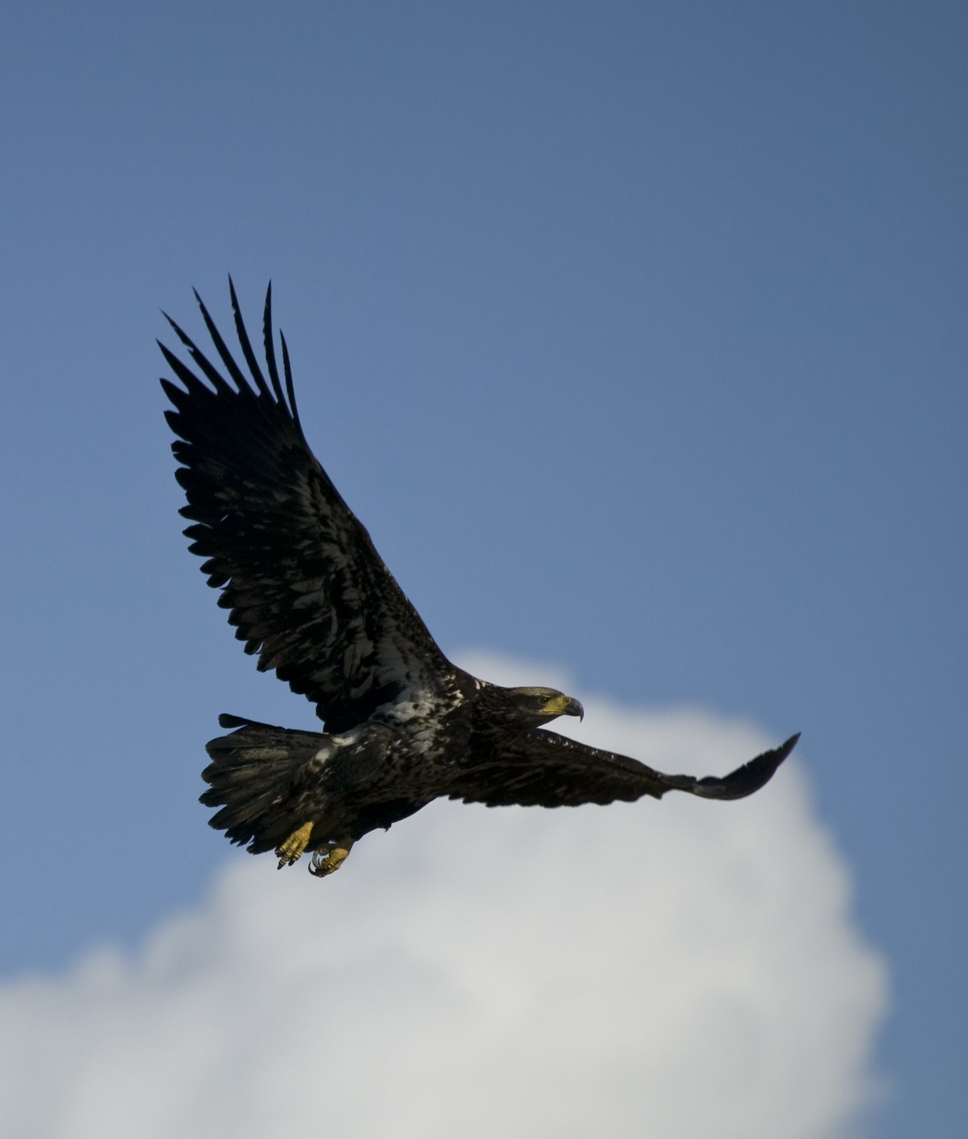 Immature Bald Eagle in Flight