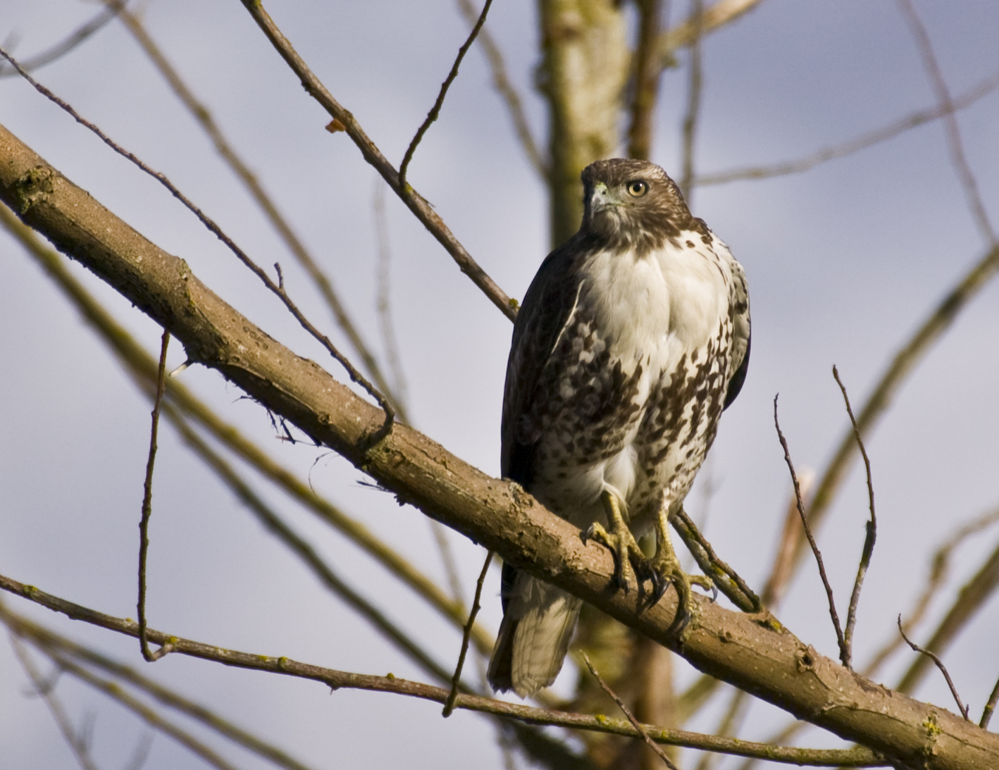 Perched Redtail