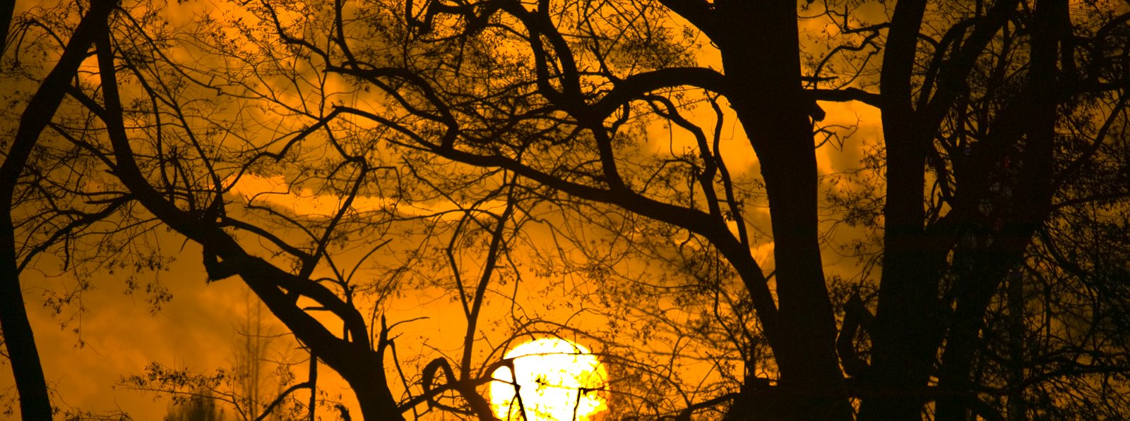 Sunset through the Trees