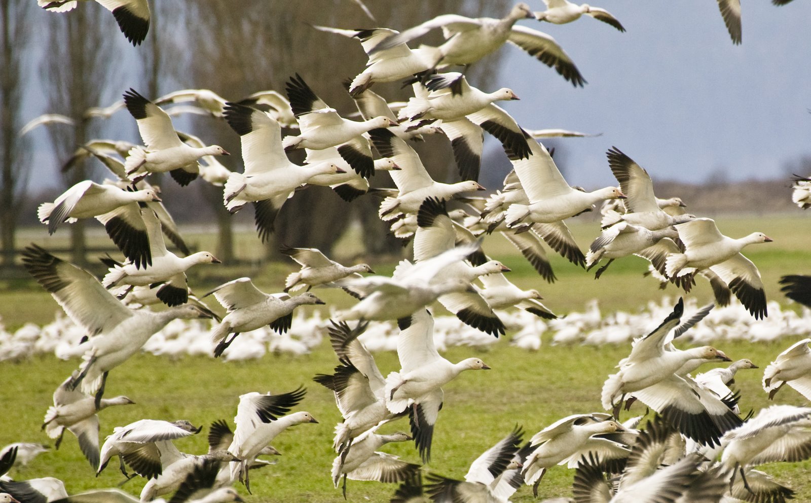 Snow Geese
