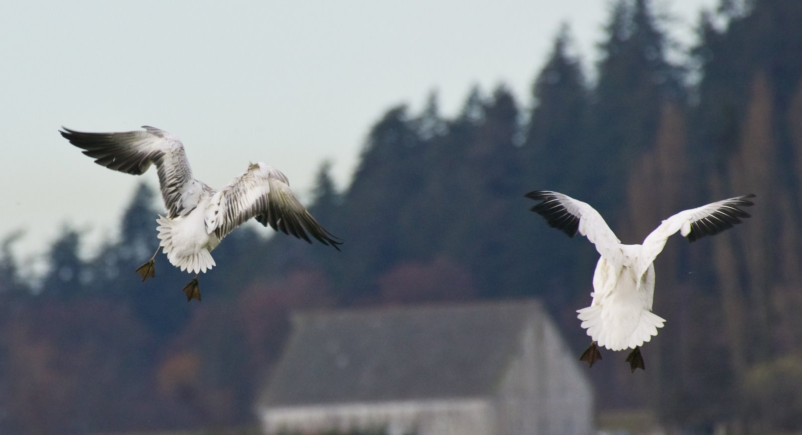 Snow Geese