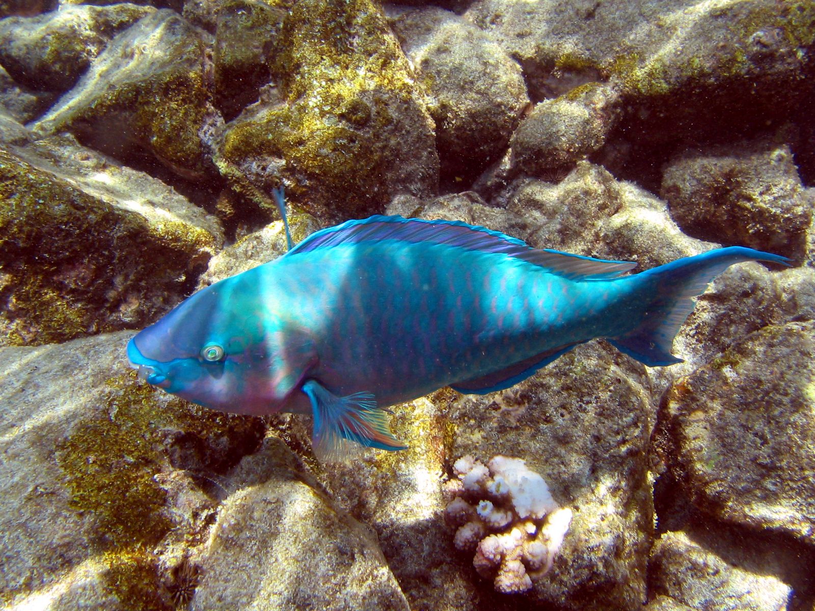 Blue Bullethead Parrotfish