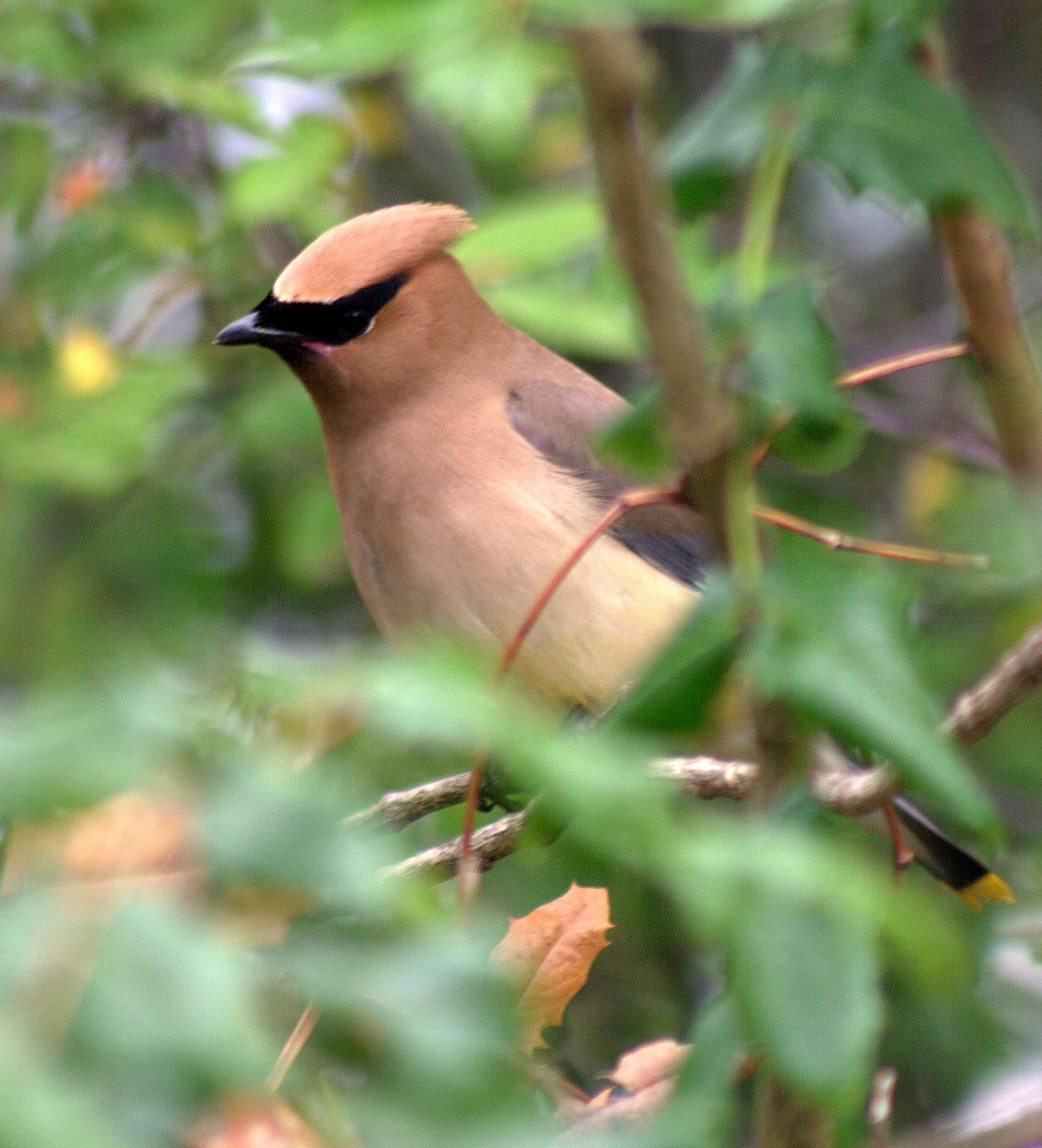 Cedar Waxwing
