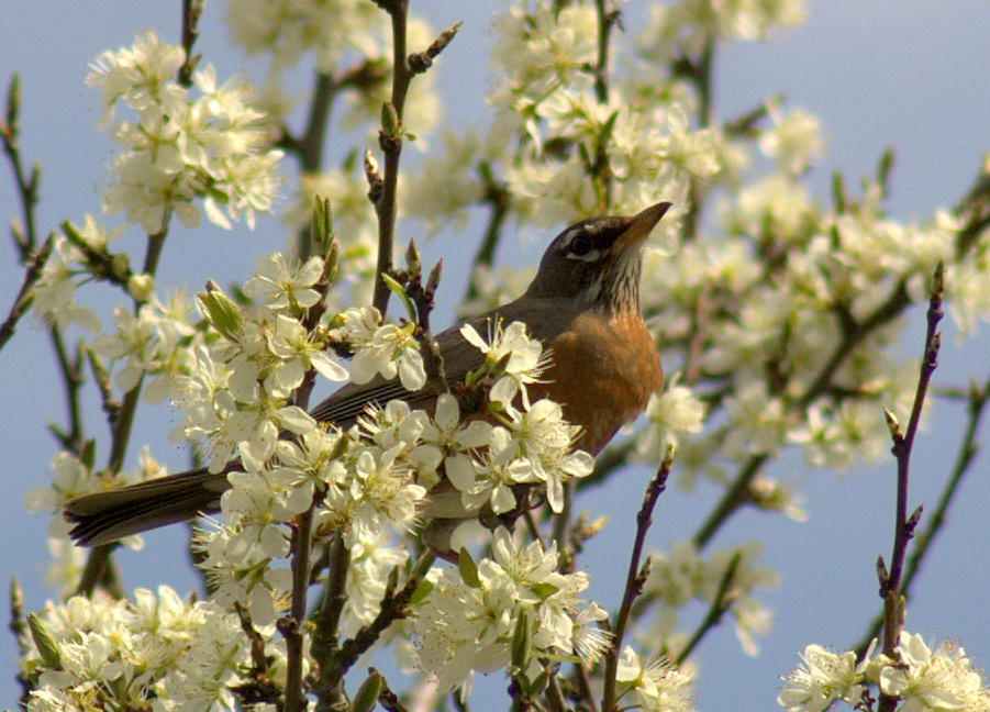 Early Spring