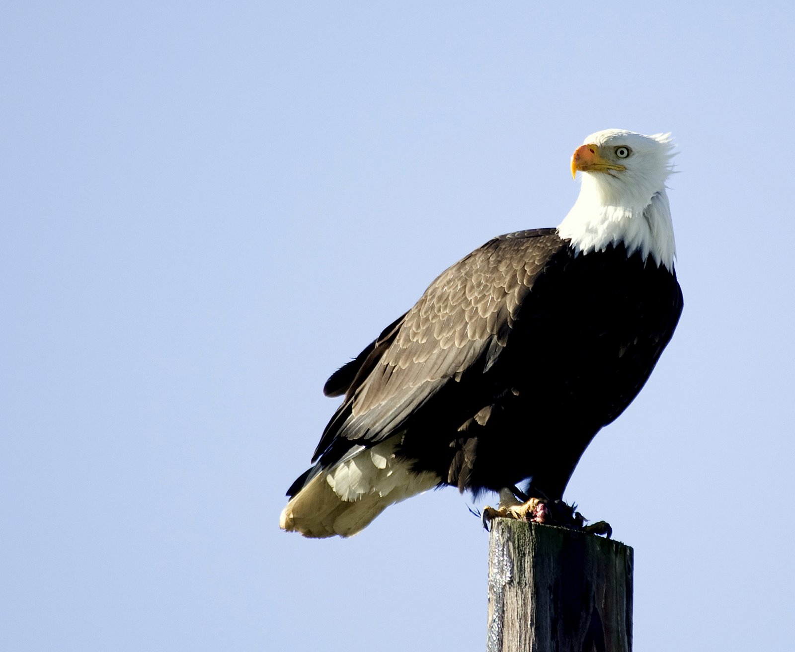 On the Lookout