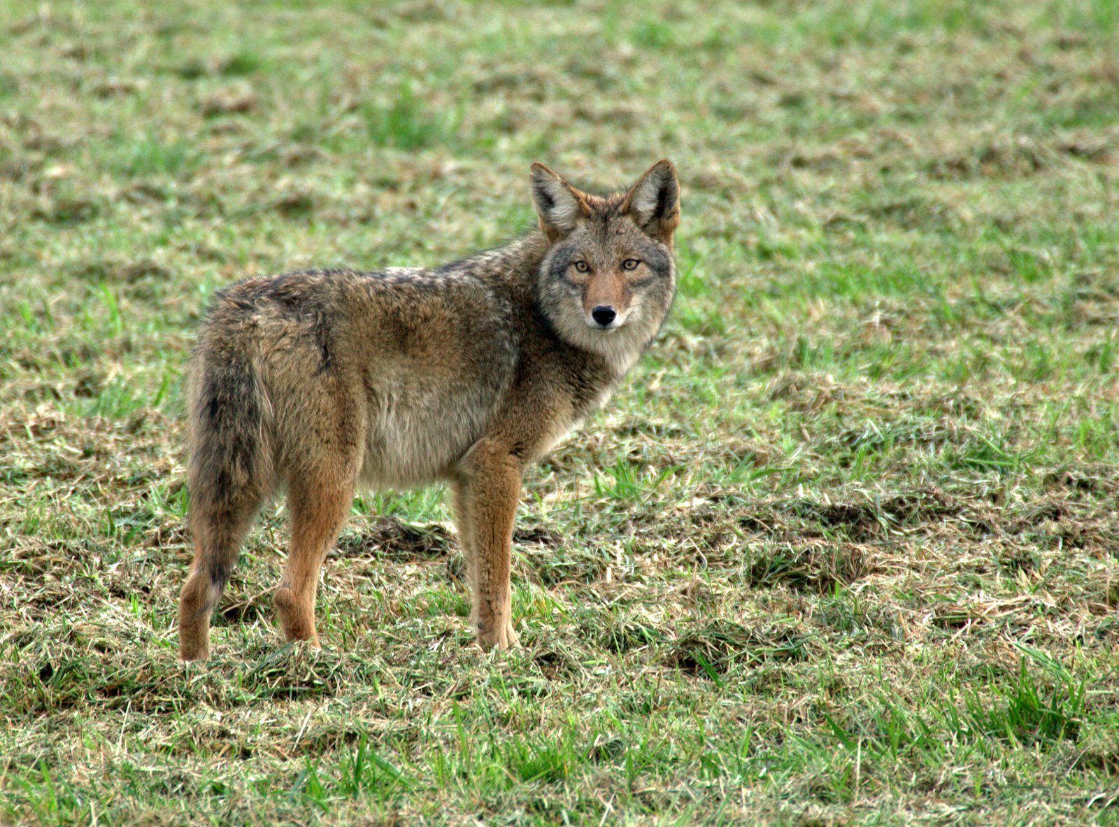 Willie Coyote
