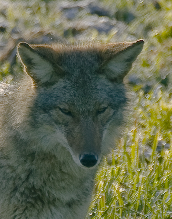 Coyote Revisited