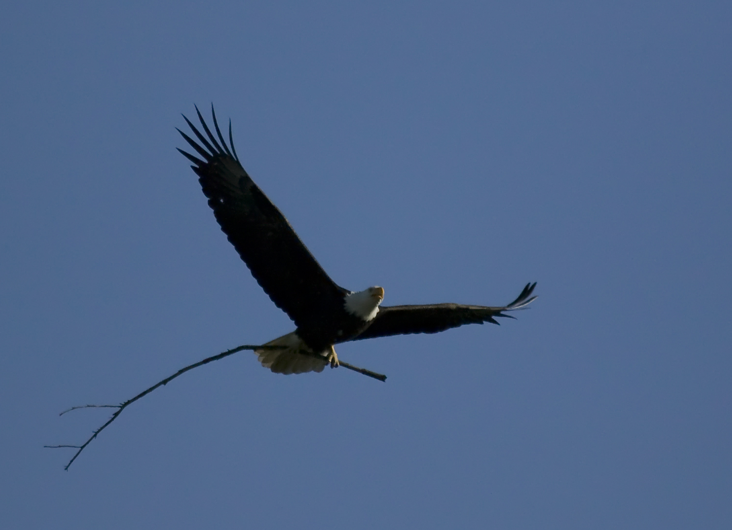 Nesting Season