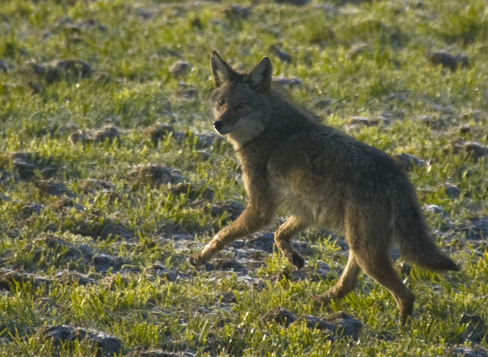 Coyote on the run