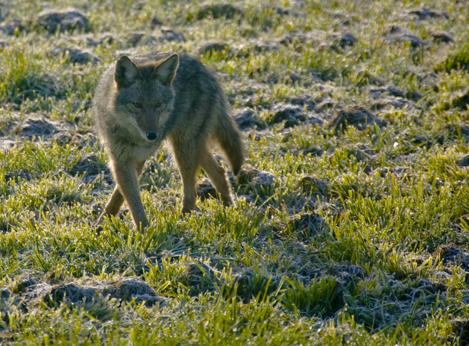 Coyote turnabout