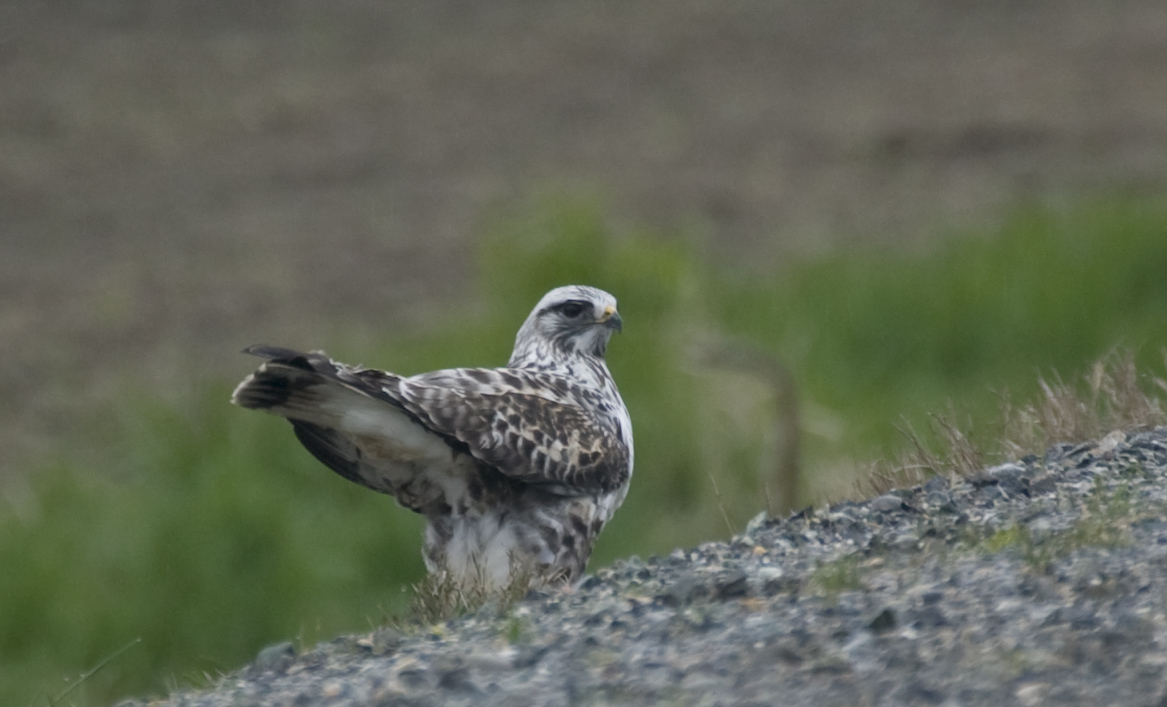Rough-Legged Hawk