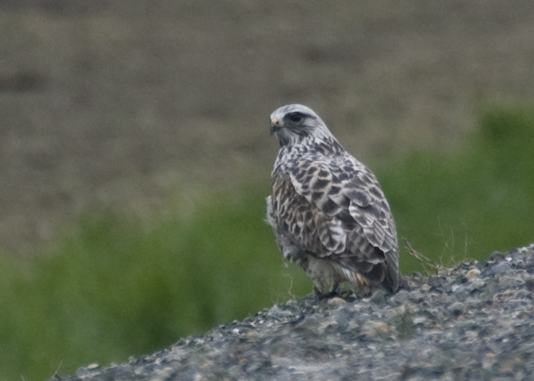 Rough-Legged Hawk