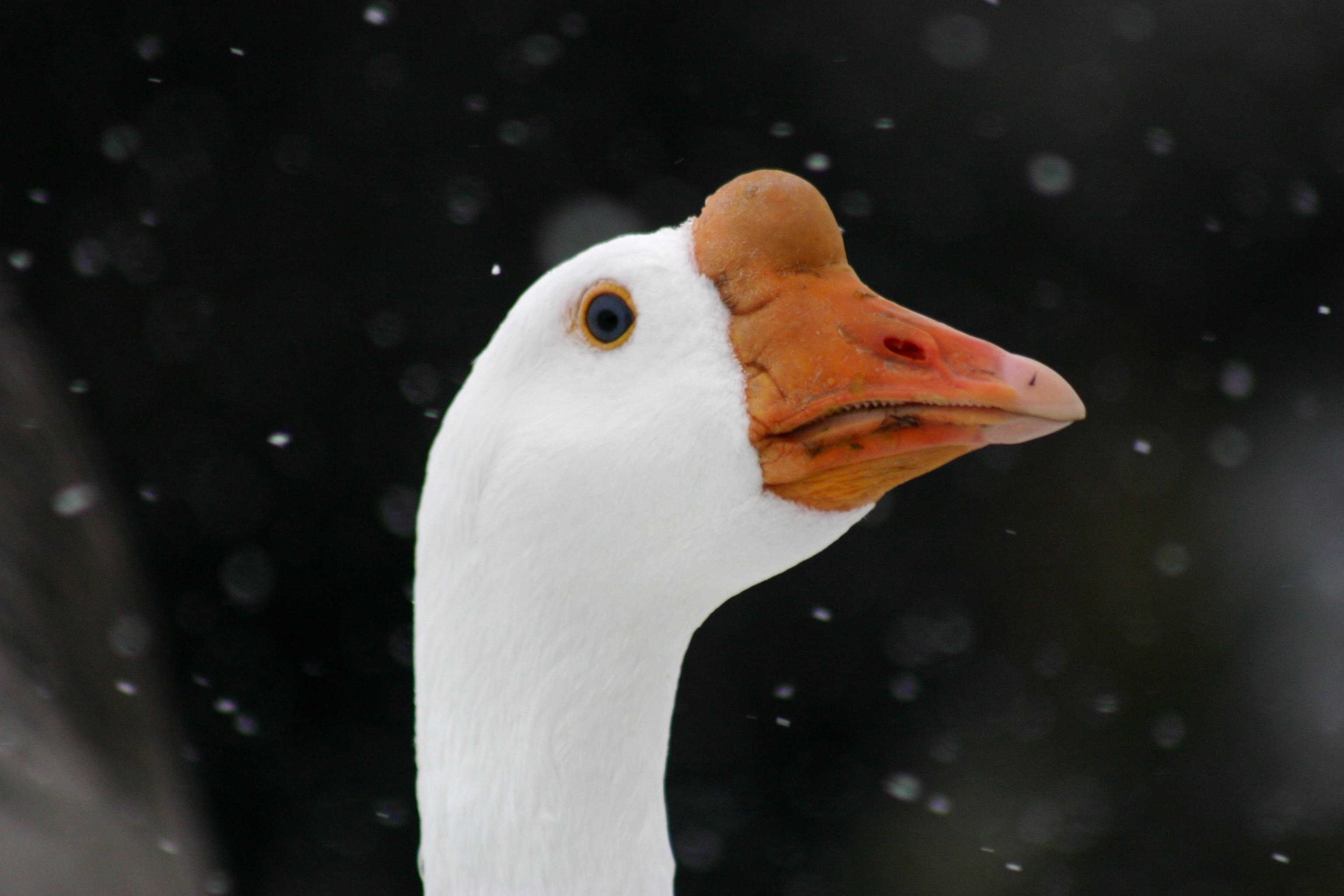 Geese have teeth??