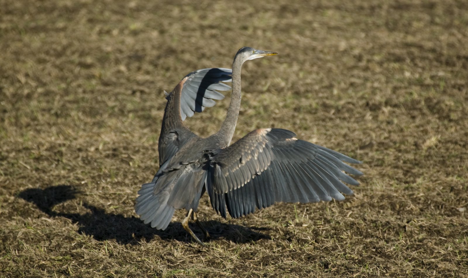 Landing Heron