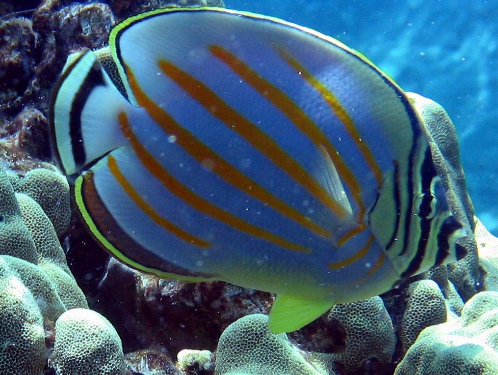 Butterfly Fish