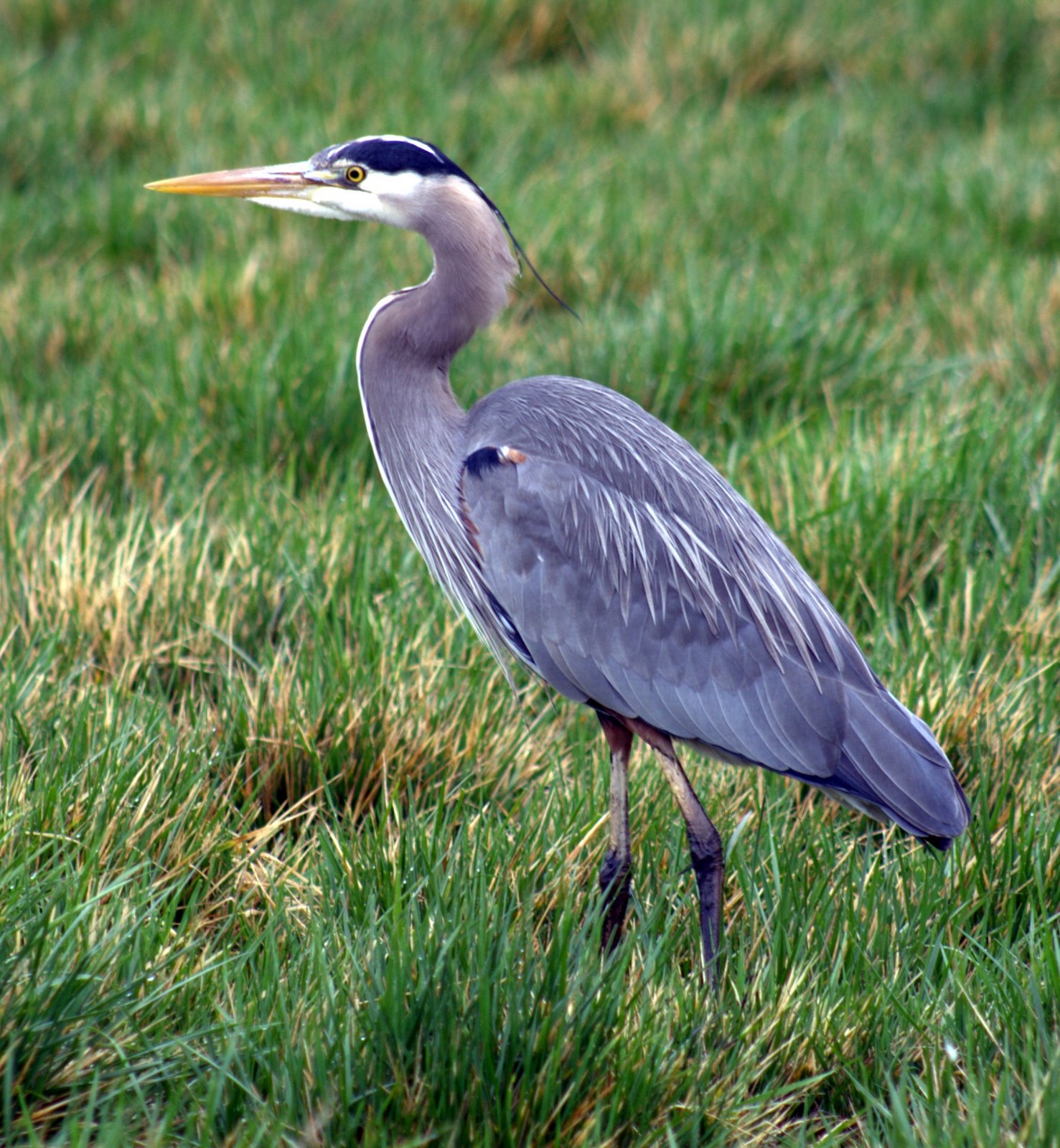 Cool Great Blue