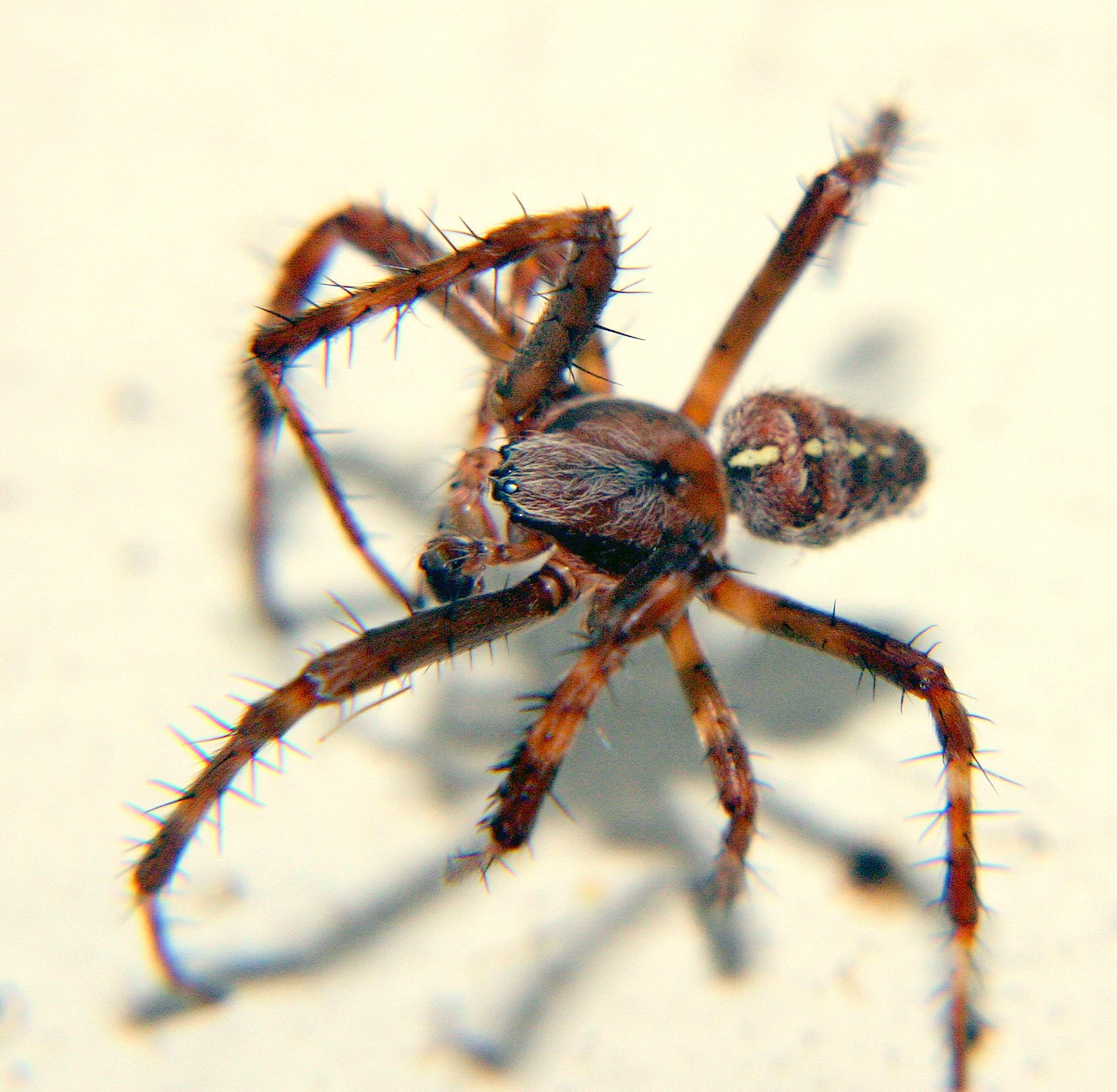 Common Spider