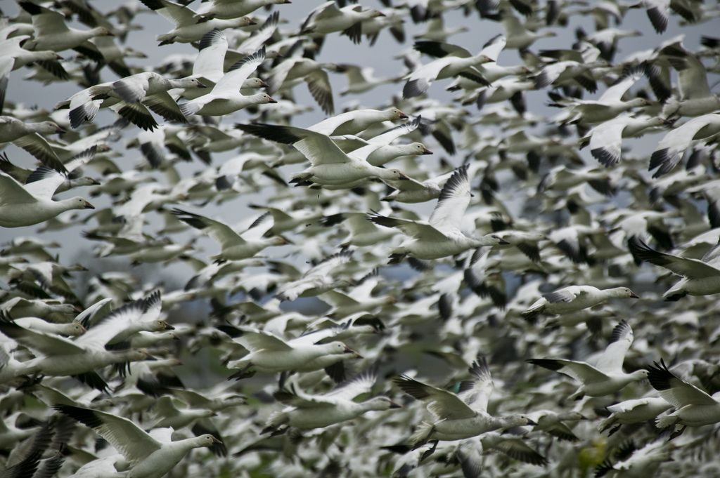 Snow Goose to Air Traffic Control