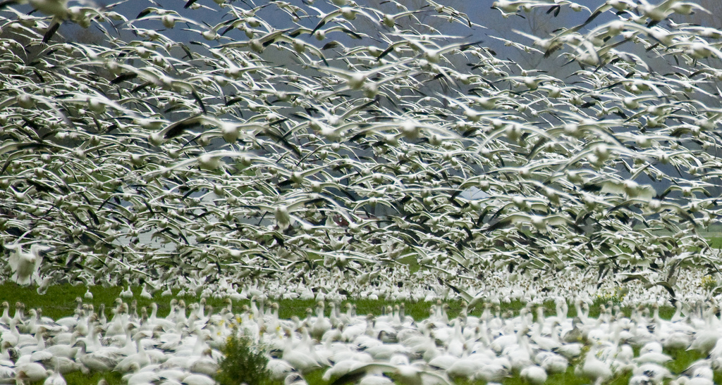 Duck quick, GOOSE!
