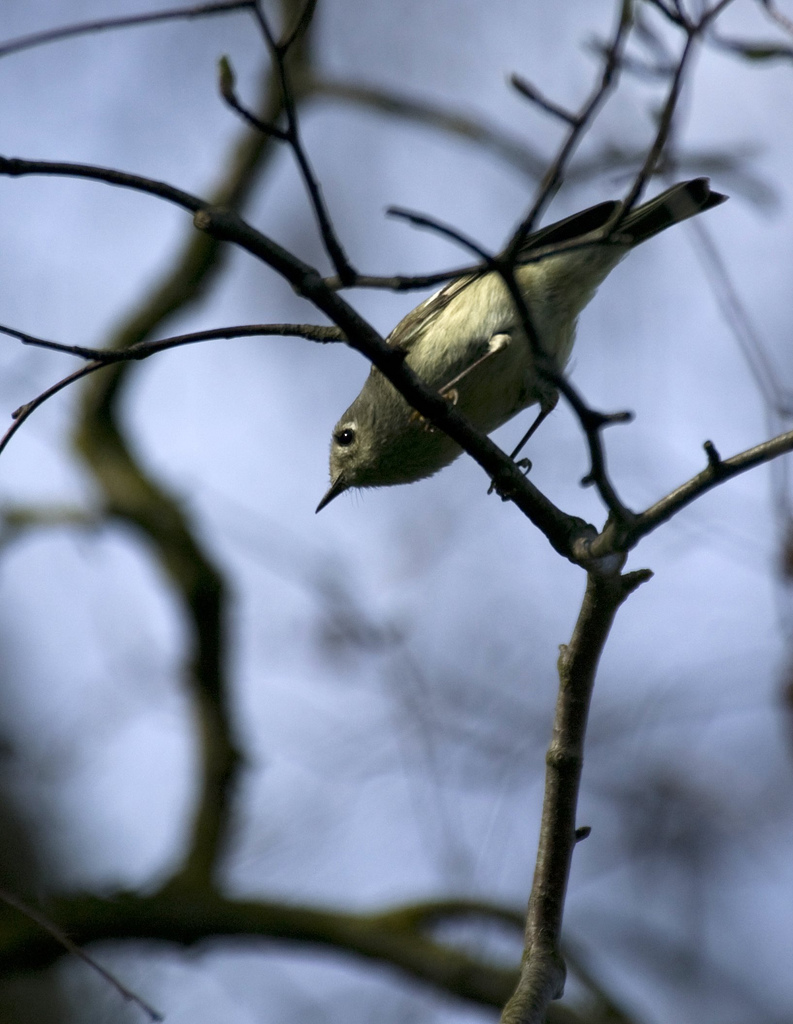Least Flycatcher