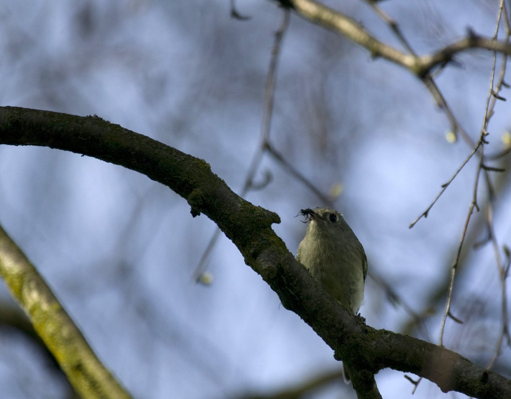 Least Flycatcher