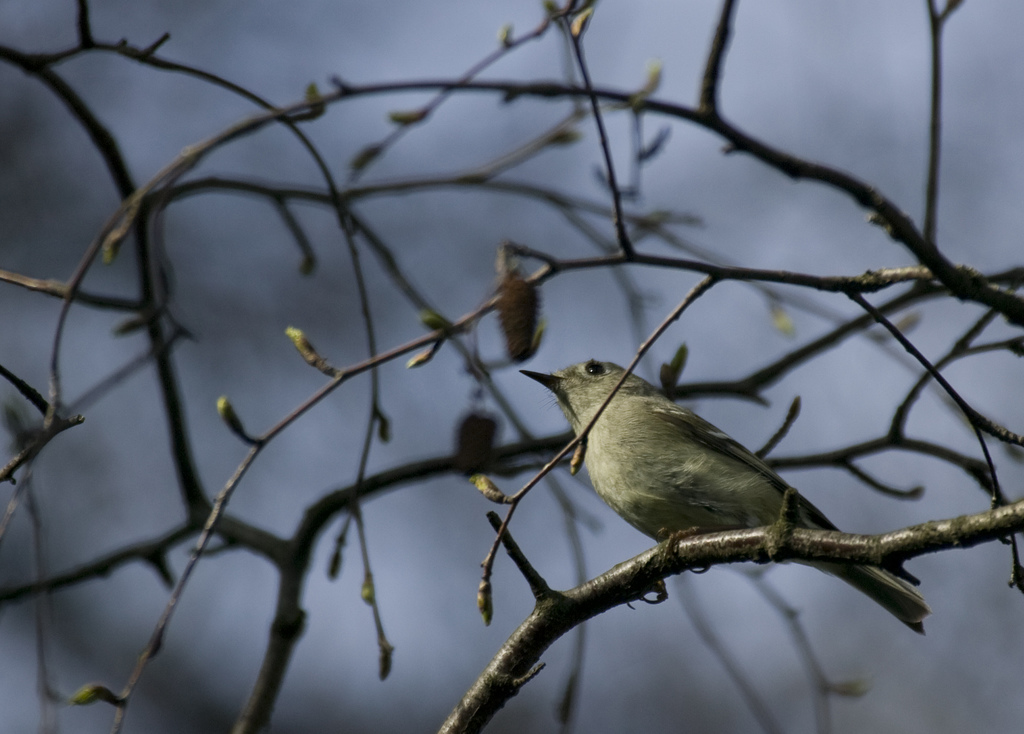 Least Flycatcher
