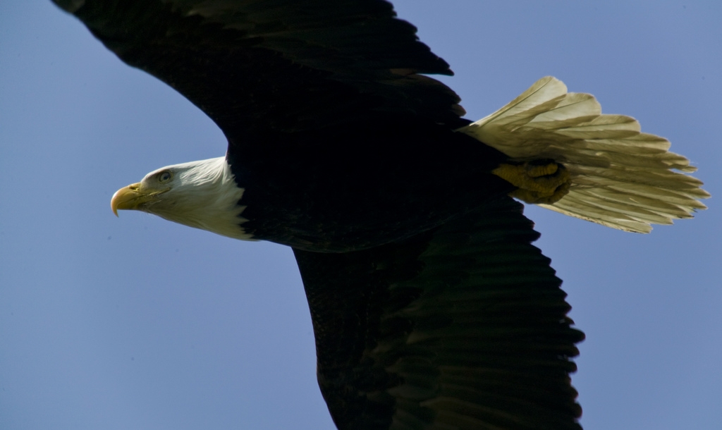 Bald Eagle in Flight