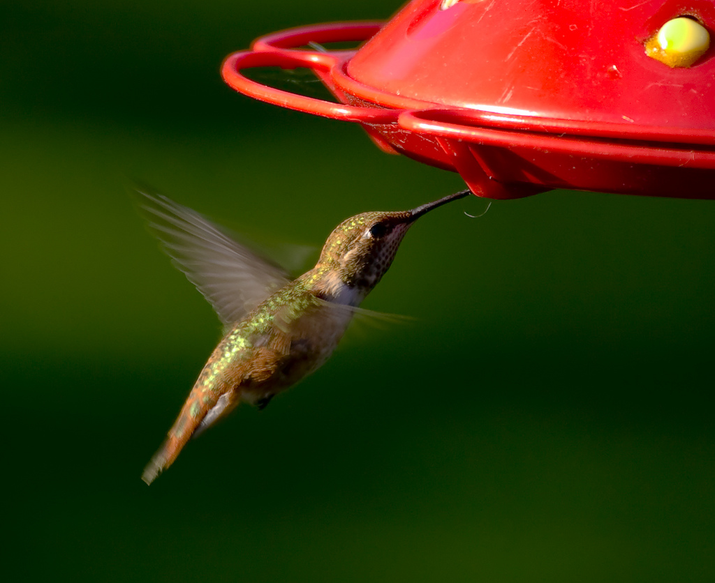 Hummer at the feeder.
