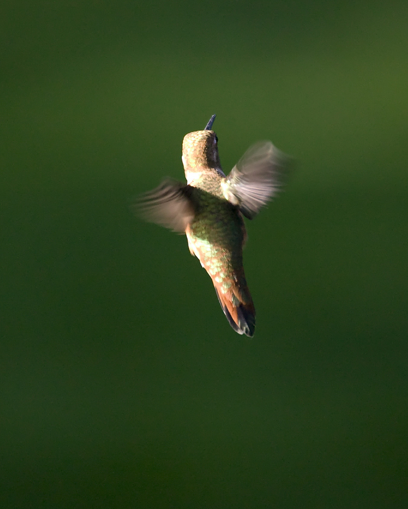 Hummingbird