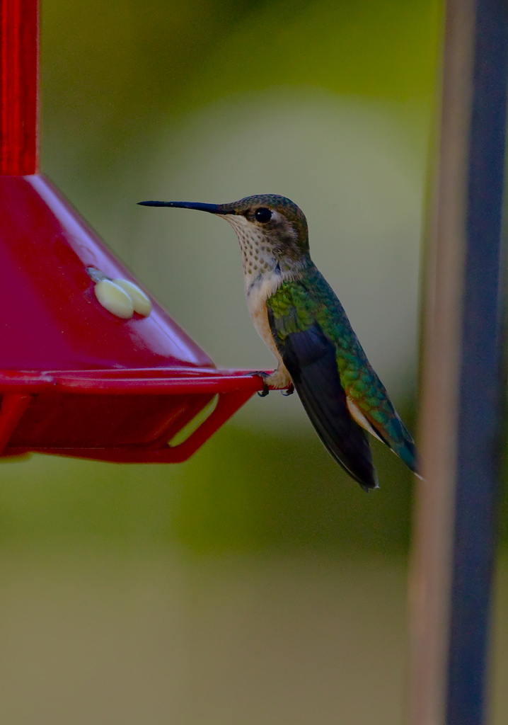Hummingbird