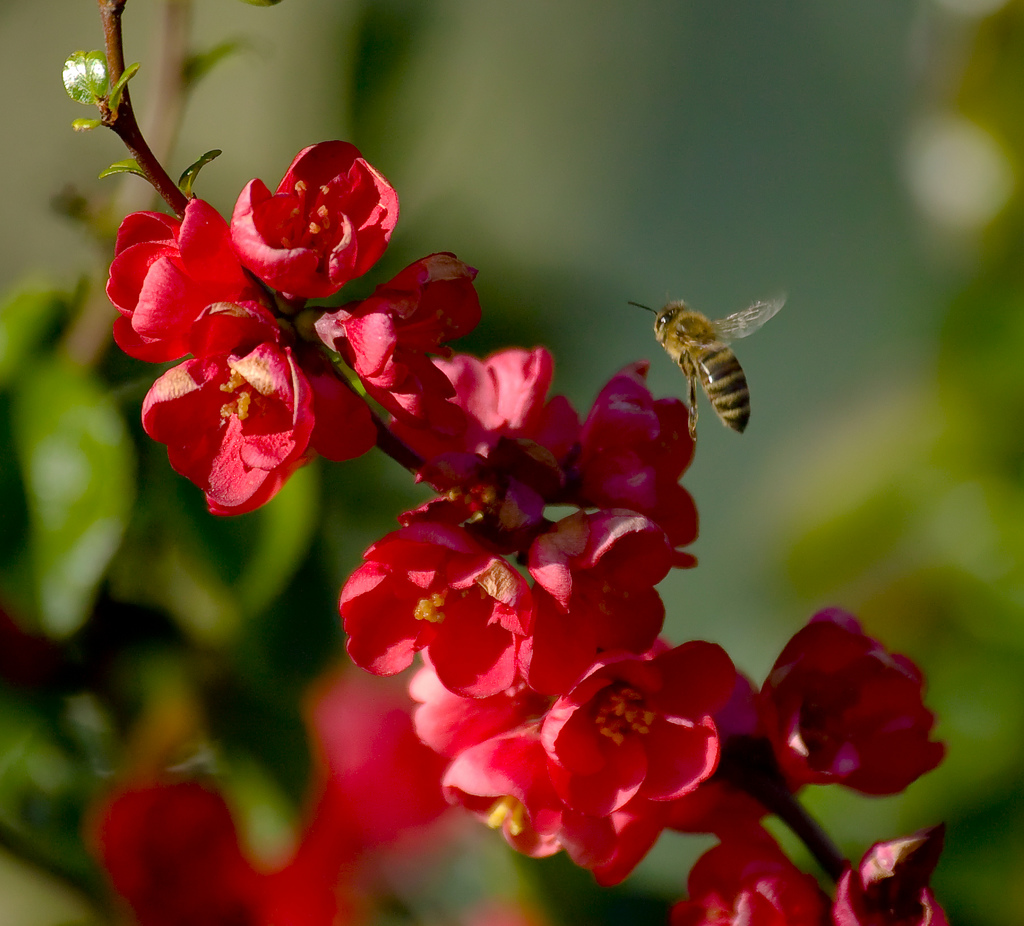 Two Bees or Not two Bees