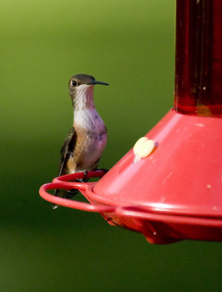 Another Hummer