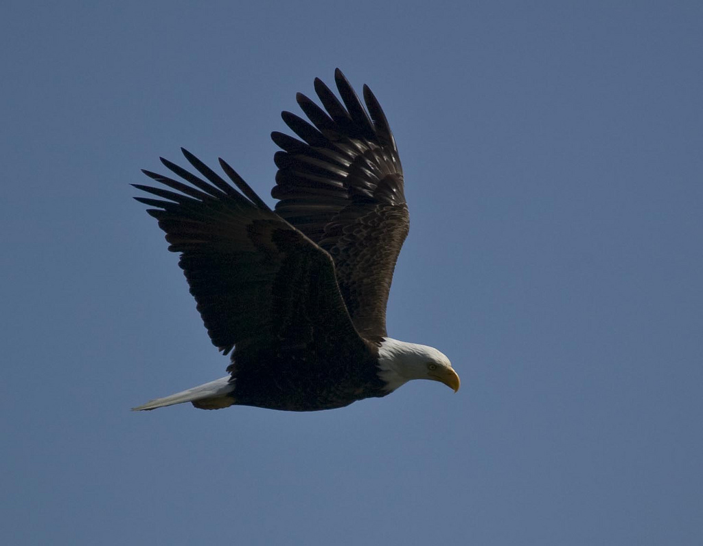 Bald Eagle in Flight