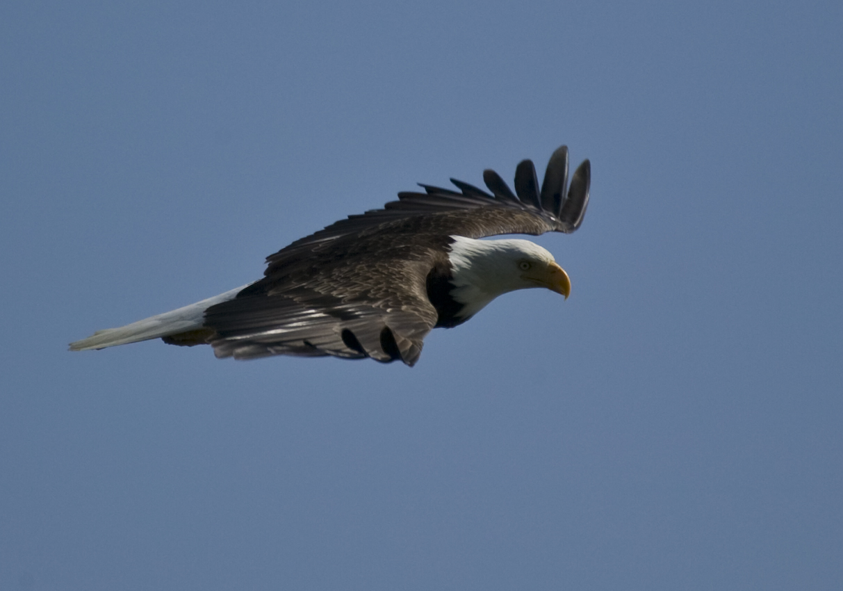 Bald Eagle in Flight