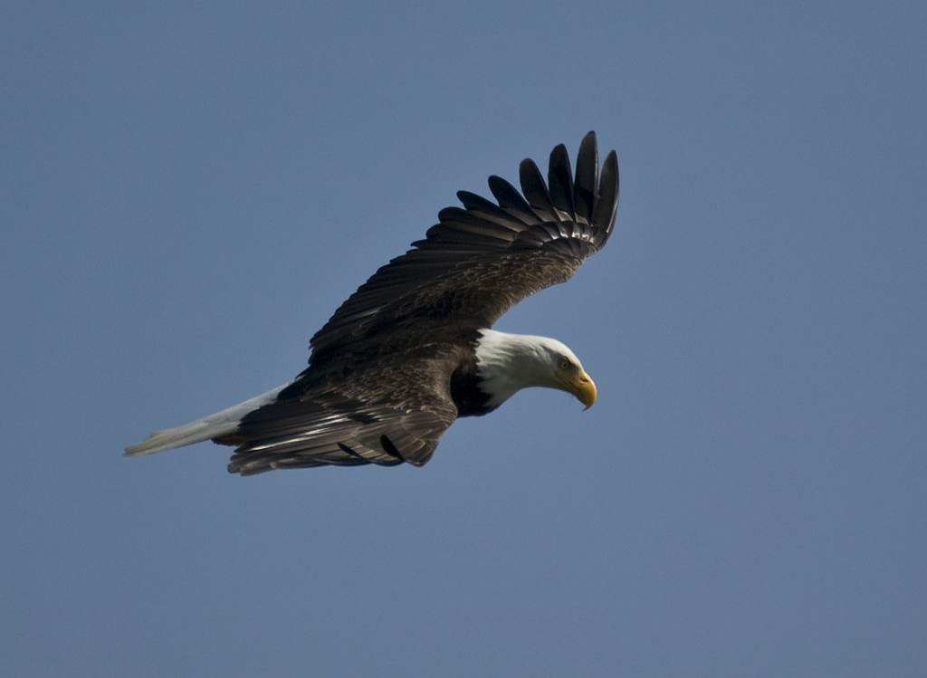 Bald Eagle in Flight